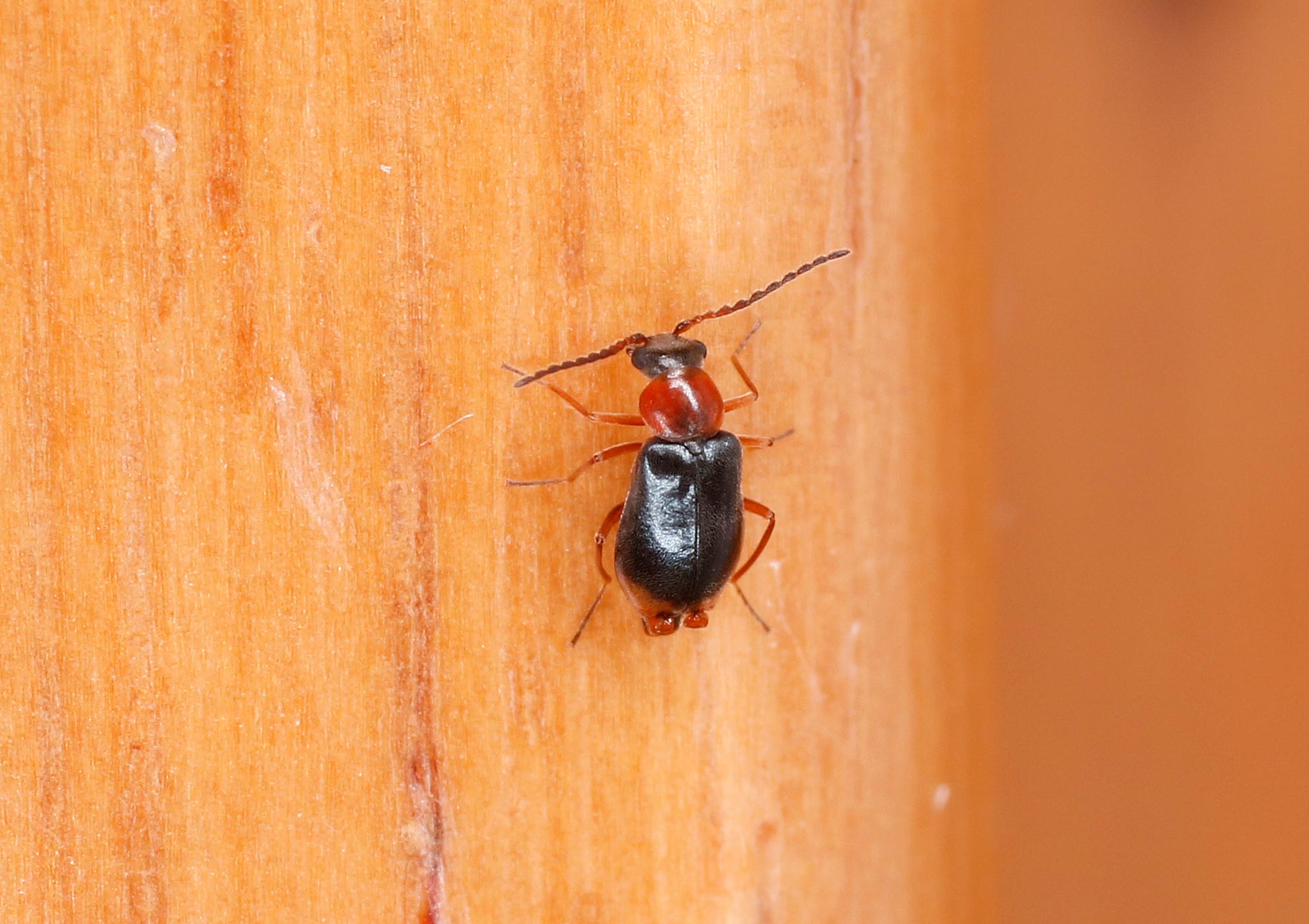 Malachiidae: Hypebaeus flavicollis? S!